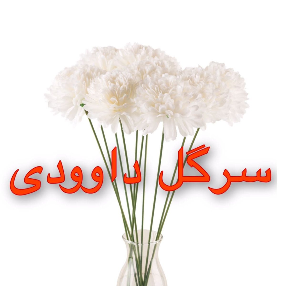 سرگل داوودی