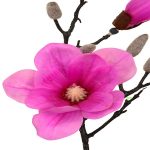 مگنولیا کوتاه لمسی