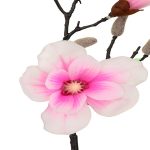مگنولیا کوتاه لمسی