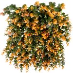 چمن دیوارپوش پونه