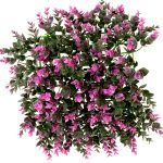 چمن دیوارپوش پونه