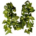 ریسه برگ حسن یوسف