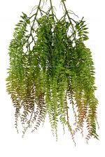 سرخس آویز