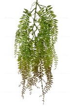 سرخس آویز