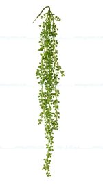 بوته غوره آویز