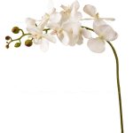 تک شاخه ارکیده 8 گل orchid سفید