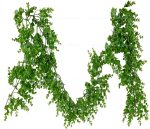 ریسه برگ شمشاد