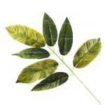 شاخه برگ گردو