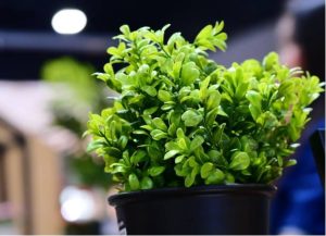 هدیه دادن گیاهان مصنوعی برای بهرهوری اداری - بهترین هدیه برای کارمندان و قرار دادن گلدان کوچک روی میز اداری <yoastmark class=