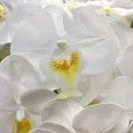 نمای-نزدیک-گلبرگ-لمسی-ارکیده-مصنوعی-سفید